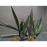 Pokok Lidah Jin/ lidah Mak mentua/senseviera/snake plant