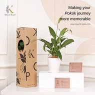 KAYANTROPIKA Gift Box | Peace Lily with Ceramic Pot  Real Plant Spathiphyllum Pokok Lily Indoor plan