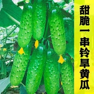 ♞Dry Cucumber Seeds Fruit Cucumber Raw Thorn Cucumber Small Cucumber Section Melon Balcony Field Courtyard Vegetable See