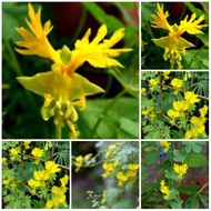 Climbing Phoenix Petal Flower Seeds - 4 Seeds