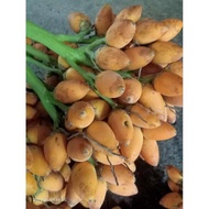 Betel nut 60pcs nganga Bunga moma Bua