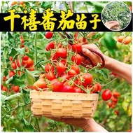 超甜千禧櫻桃西紅柿聖女果種子 種籽瀑布小番茄種子 種籽四季盆栽蔬菜番茄苗