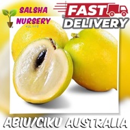 🔥💥 Pokok abiu atau ciku australia Caimito Kuning atau Abiu Golden Fruit