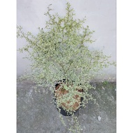 VARIEGATED AFRICAN TALISAY BIG SIZE