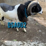 Hewan Qurban Domba Garut Super 71-80Kg Berkualitas