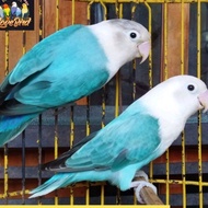 Dijual Burung love bird lovebird biola blue banyak Diskon