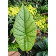 alocasia bisma