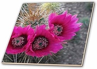 3dRose Hedgehog Cactus in Bloom, Saguaro National Park, Arizona Ceramic Tile, 12"