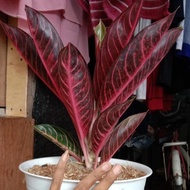 TERJANGKAU TANAMAN HIAS AGLONEMA RED SUMATRA INDUKAN +POT TAWON