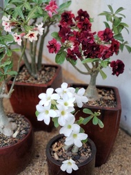 bibit tanaman adenium bunga kuning bonggol besar kamboja jepang bonsai /Murah - Tanaman Hidup