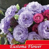 F41 50 pcs Biji Benih Bunga Eustoma mix color / Flower Eustoma 重瓣洋桔梗花 花种子
