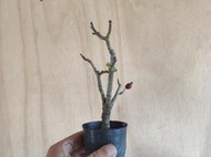 ∴。*藝術.美樹°*∴ ＊姬美好蘋果(海棠)~花果類盆栽,小品,非嫁接!＊