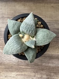 青瓷岩牡丹  多肉植物 塊根 盆栽 仙人掌