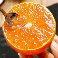 TIADA COD Anak Pokok Ehime Jelly Orange aka Beni Madonna atau Aiyuan 38