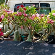 bonsai adenium bonggol besar bunga tumpuk