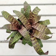 NMS / Bromeliad Vriesea Red Chestnut 积水凤梨 凤梨花 / Live Plant / Pokok Hidup / Pokok Hiasan