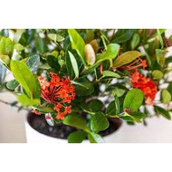 Ixora Plant / West Indian Jasmine / Anak Pokok Bunga Ixora (Live Plant) [RED COLOUR]