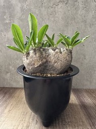 惠比須笑 多肉植物 塊根 盆栽 仙人掌