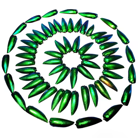 50 Pieces Jewel Beetle Elytra Emerald Green Real Elytron Wings Natural Insect Coleoptera Handmade Ne