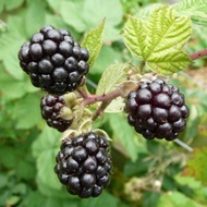 pokok TRIPLE CROWN Blackberry thornless ❤️❤️❤️