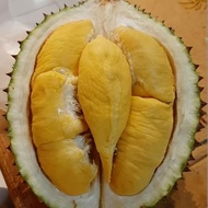 Duren / Durian Sultan Musang King 1 Buah Utuh (Bukan Durian Kupas) -