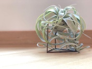 霸王 空氣鳳梨 （連架）Tillandsia xerographica