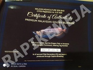 Sertifikat chip Arwana crossback golden bluebase 24k import malaysia