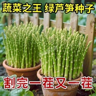 Asparagus Seeds Imported Green Asparagus Seeds Four Seasons Planting King of Vegetables Heat-Resista