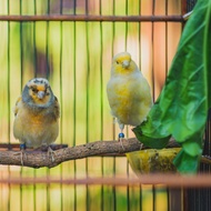 Top Quality Burung Kenari Loper Sepasang Warna Kuning Baru