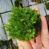 Tanaman Aquascape Mos fesiden Wabikusa