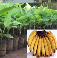Bibit Pisang Barangan