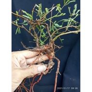 dongkelan putri malu bahan bonsai buat mame ryknxi 8167cy