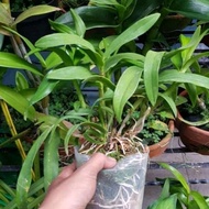 Anggrek Dendrobium Archipalagense Dewasa