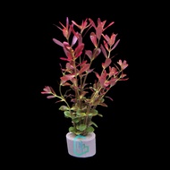 [Live Aquatic Plant] Rotala 'Blood Red' Submersed Potted
