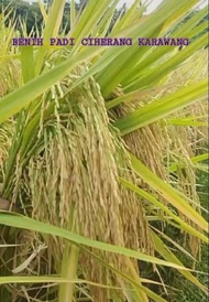 BENIH PADI CIHERANG KARAWANG SUPER
