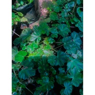 Begonia Star Rising/New plants 