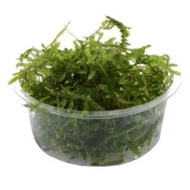 Java Moss (Vesicularia dubyana)