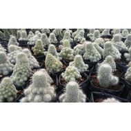 Mini cactus Ownroot cactus Cactus plant Ornamental plant White candi cactus