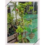 bibit bunga bougenville semi bonsai | batang besar stek 3_4warna