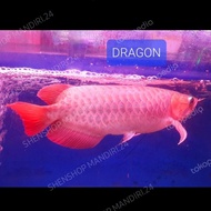 Terlaris Ikan Arwana Super Red 40-42cm Koleksi Pribadi Istimewa