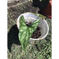 POKOK KELADI VIRAL / CALADIUM / MIRABILIS / RARE