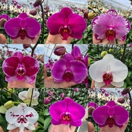 Phalaenopsis with flower/buds (Taiwan) - 5" pot