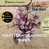 Tradescantia Nanouk Fantasy Venice 油画婚礼 Daun Pokok Gantung Berjuntai Hiasan Anak Pokok Hidup Hanging