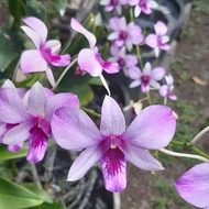 d. mantangai