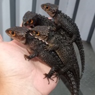 crocodile skink kadal duri