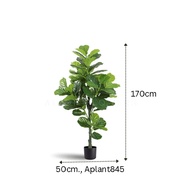 Artificial Plant Fiddle Fig 160 tall, faux plant, home decor, events Aplant845