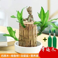 Seven-Piece Brazilian Wood Hydroponic Lucky Wood Flowering Green Plant Indoor Potted Hydroponic Plant GRUIT Small Tree M