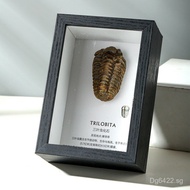 Fossil Teeth Wolf Fin Fish Collection Specimen Popularization Ammonite Trilobite Paleontology Displa