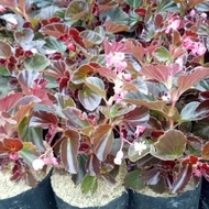 Tanaman Hias begonia - Bunga Begonia