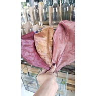 Natural Dried Deer Ear Leaves Southern Chumphon